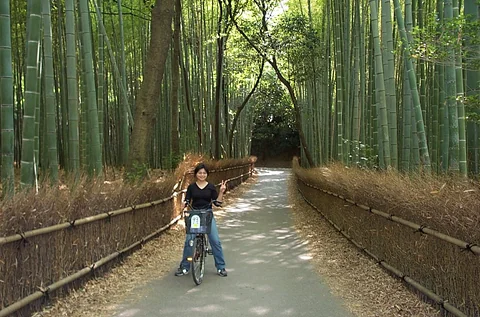 嵐山夏天綠意中的小路景色