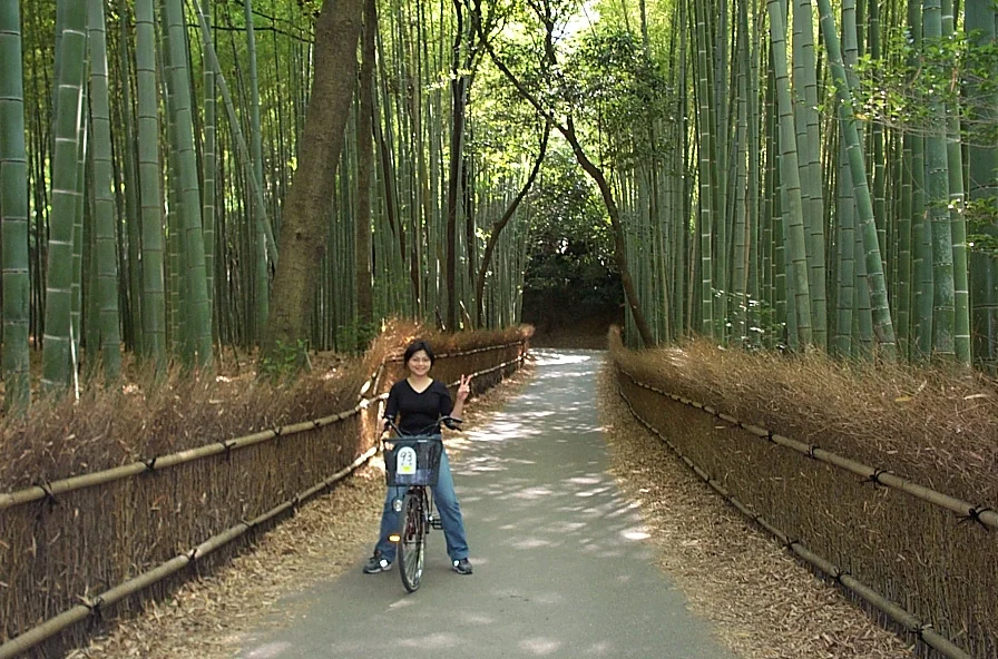 嵐山夏天綠意中的小路景色