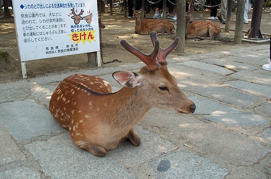 奈良公園裡站在人行道與樹林附近的鹿群