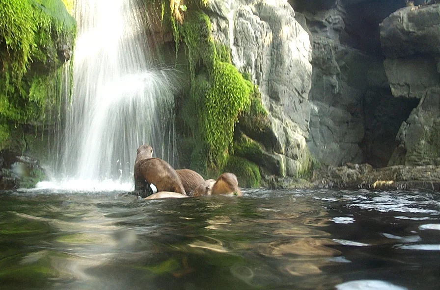 大阪海遊館裡水池中的水獺
