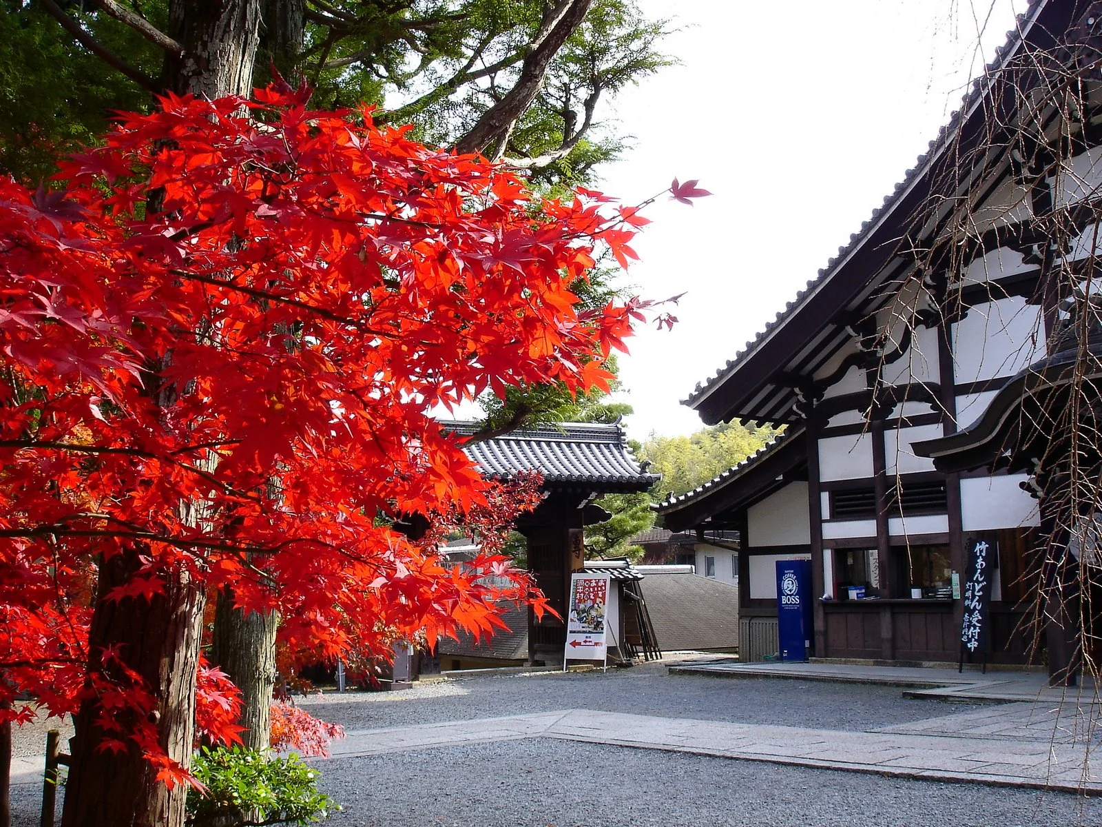 京都清水寺夜間參拜時的紅葉與燈光景色