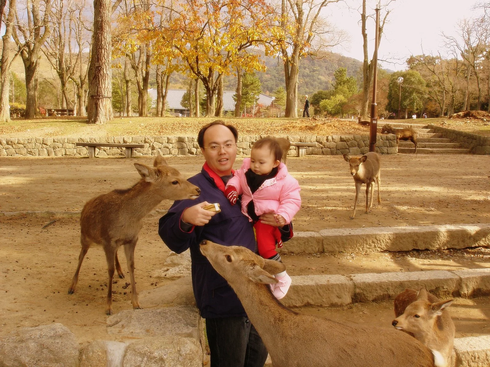大人抱著小孩在奈良公園餵鹿,周圍有多隻鹿。