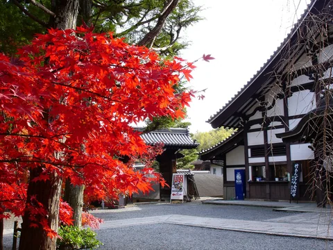 長岡京市光明寺的秋季紅葉與寺院建築。