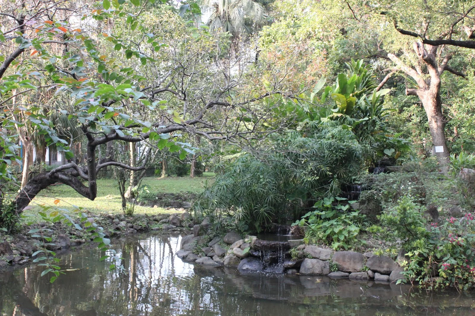 台北植物園冬日園區的植物與步道景觀