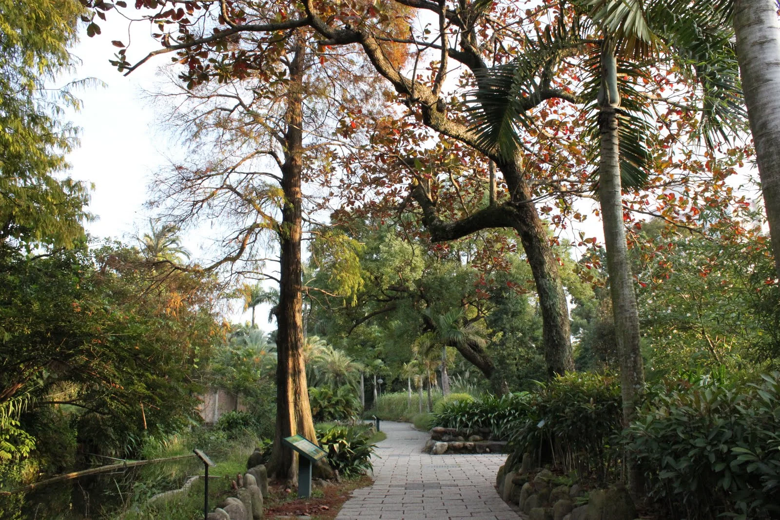 冬日下午人煙稀少的台北植物園一景