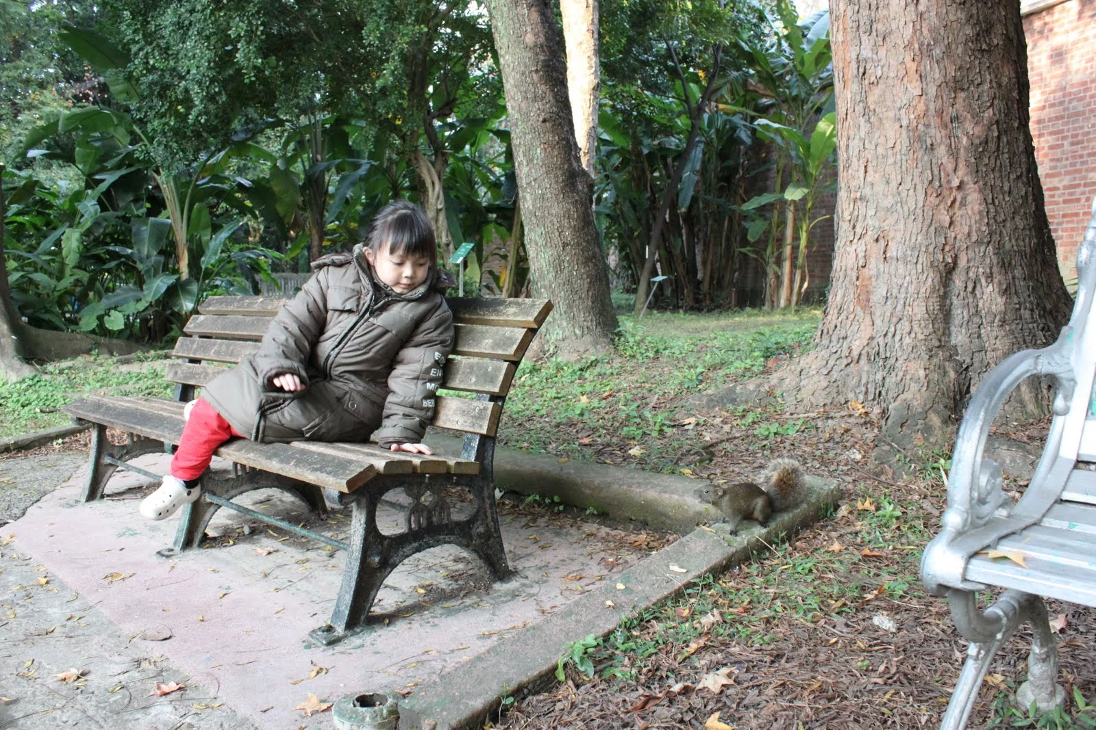 台北植物園園區裡出沒的小松鼠