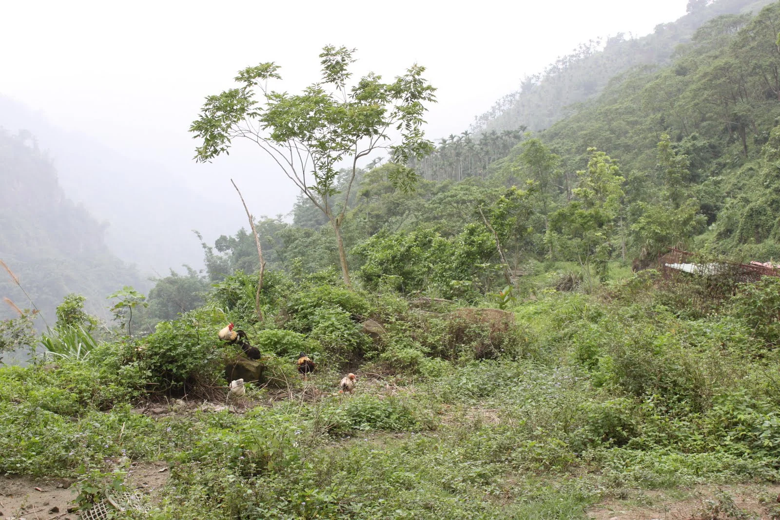 萬年峽谷沿途幽深而翠綠的山林景觀