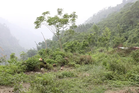 萬年峽谷沿途幽深而翠綠的山林景觀