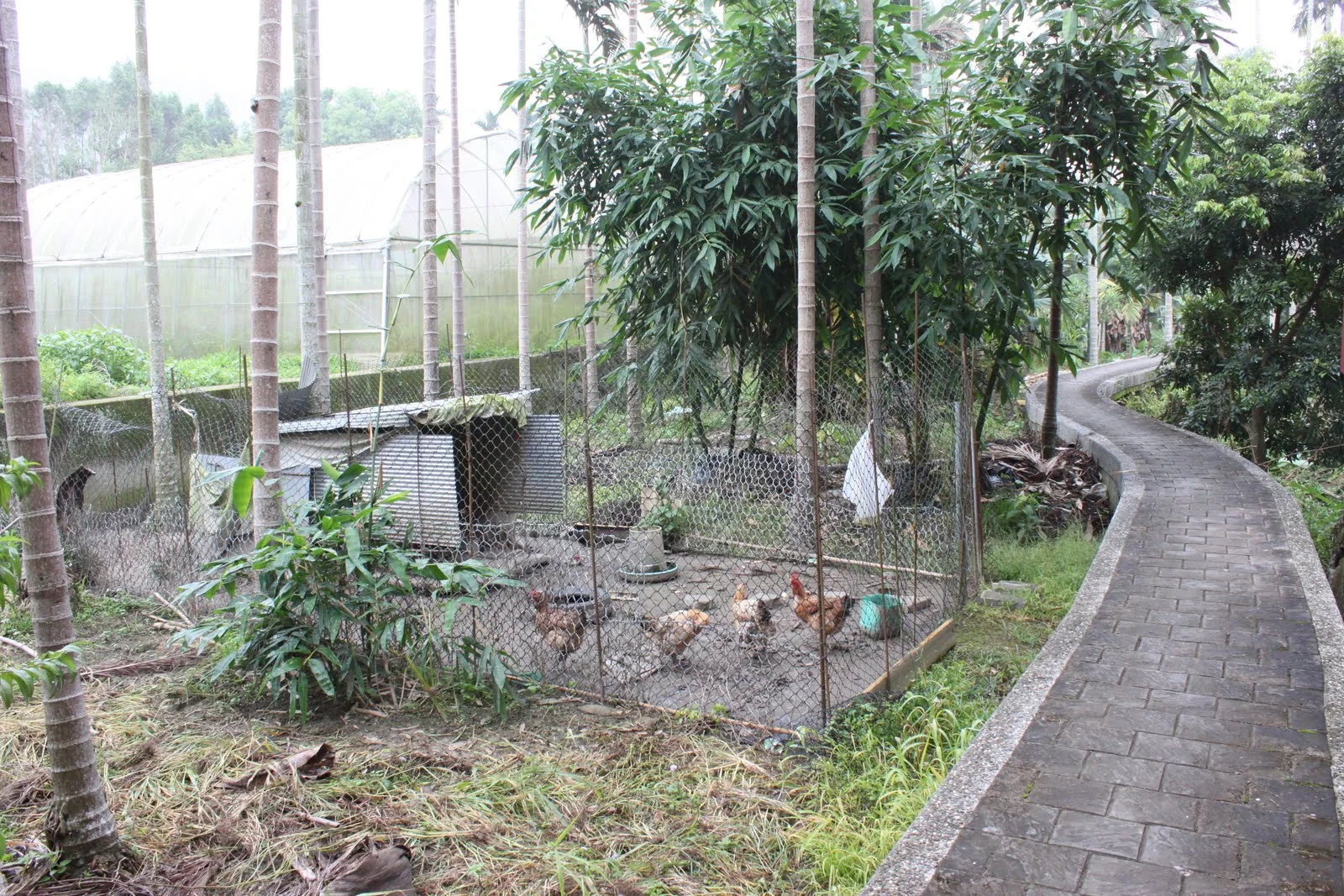 草嶺住宿地點周圍的庭院、農作或飼養空間