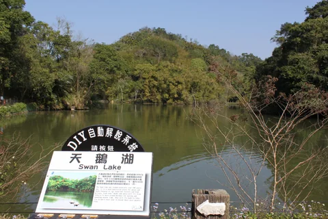 綠世界生態農場內的天鵝湖景色