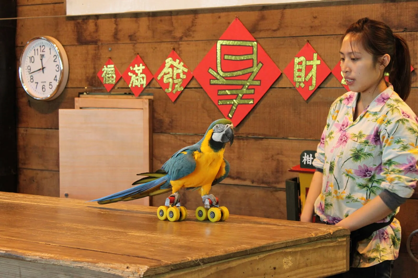 鸚鵡在動物劇場表演溜冰