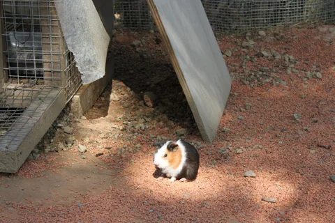 Lisa 與 Belle 在可愛動物區接近小動物