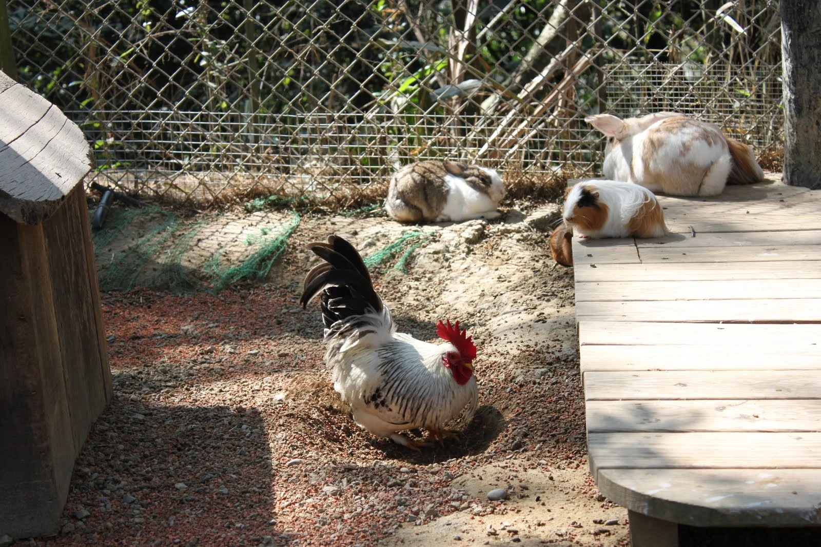 孩子在可愛動物區與動物互動
