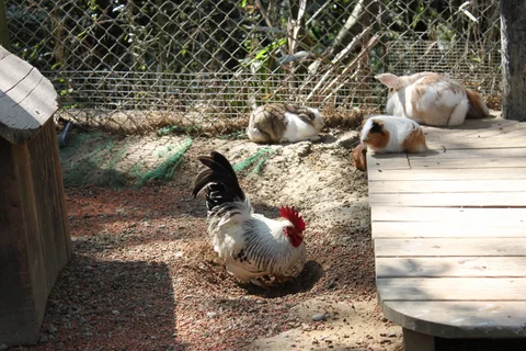孩子在可愛動物區與動物互動