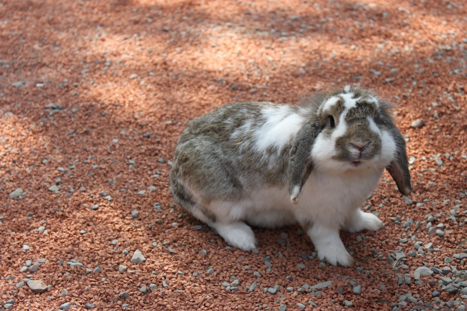 可愛動物區內的小動物與遊園景象