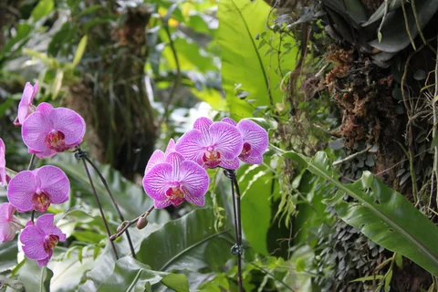 蘭花區內展示的蘭花植株