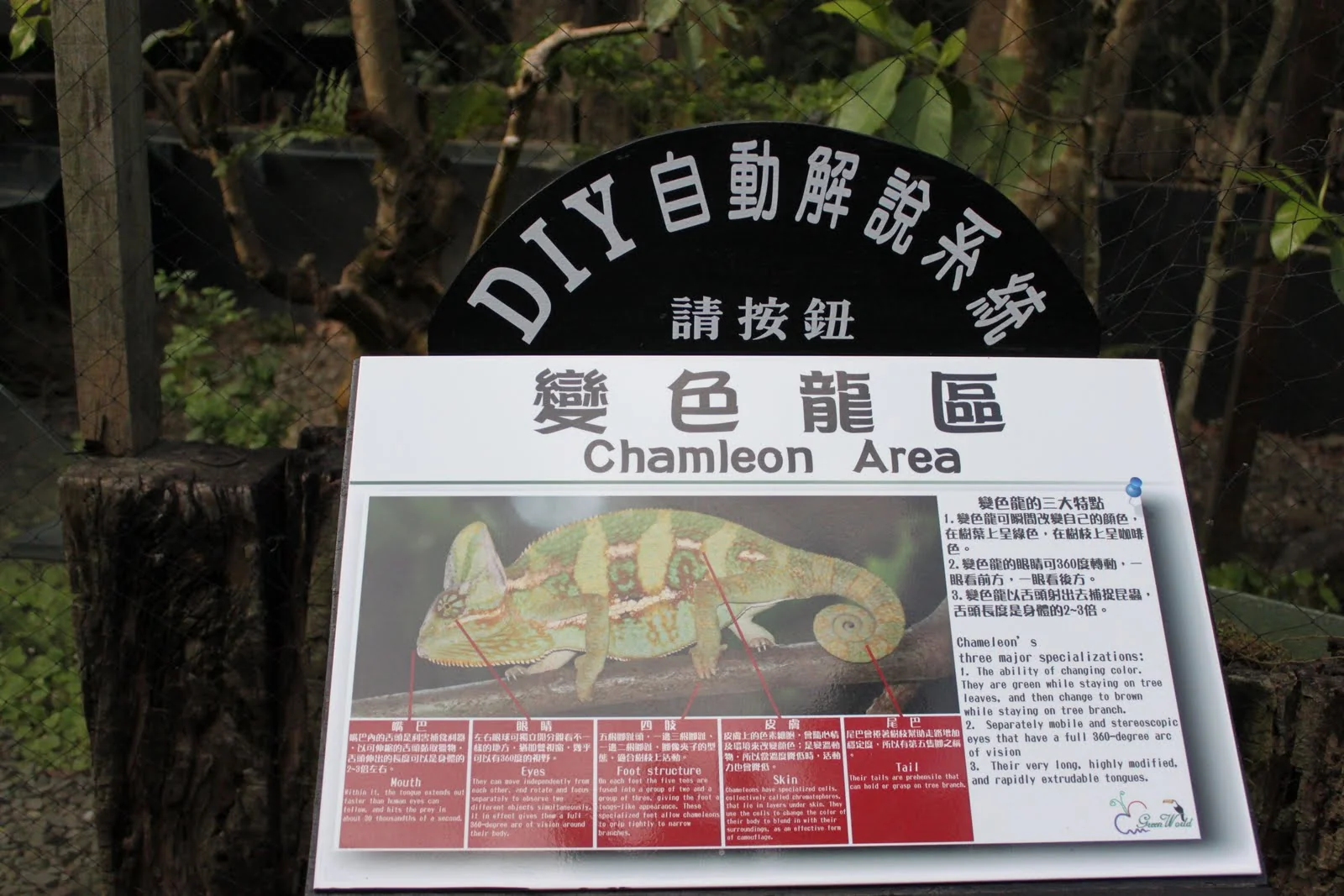 藏有變色龍的樹木與枝葉