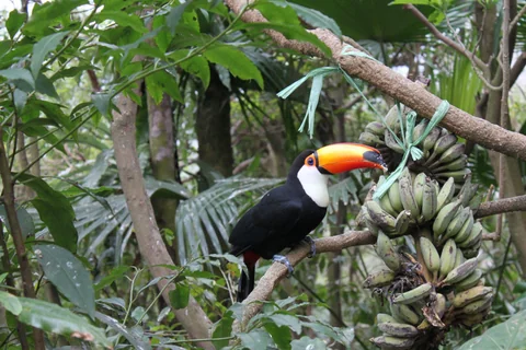 綠世界鳥類生態公園裡的大嘴鳥