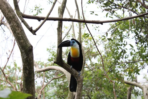 鳥類生態公園裡被作者編為 1 號的小鳥