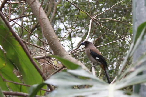鳥類生態公園裡被作者編為 2 號的小鳥