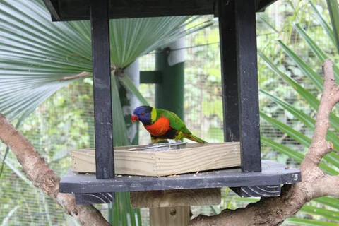 鳥類生態公園裡被作者編為 3 號的小鳥