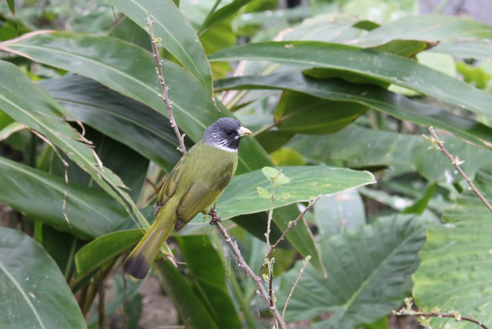 鳥類生態公園裡被作者編為 4 號的小鳥