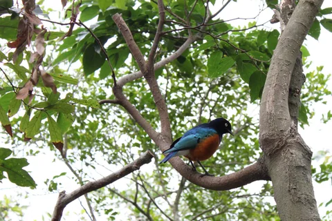 鳥類生態公園裡被作者編為 5 號的小鳥