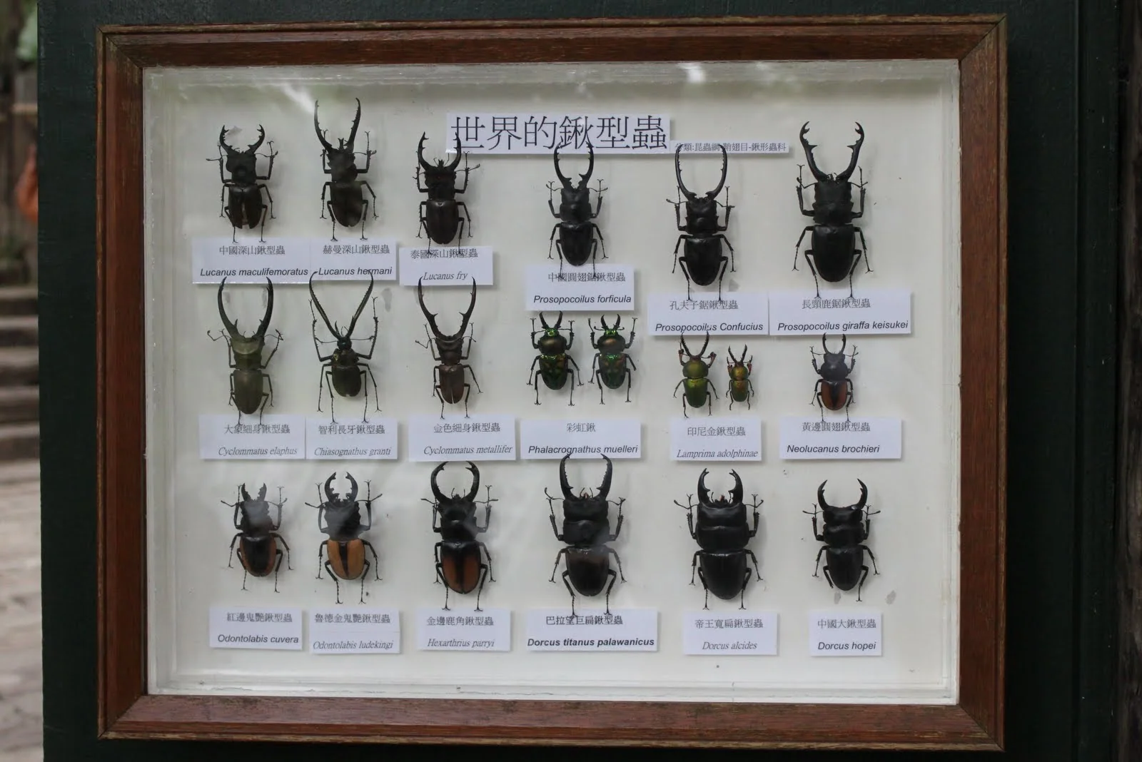 蝴蝶公園室內展示的昆蟲標本