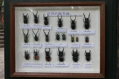 蝴蝶公園室內展示的昆蟲標本