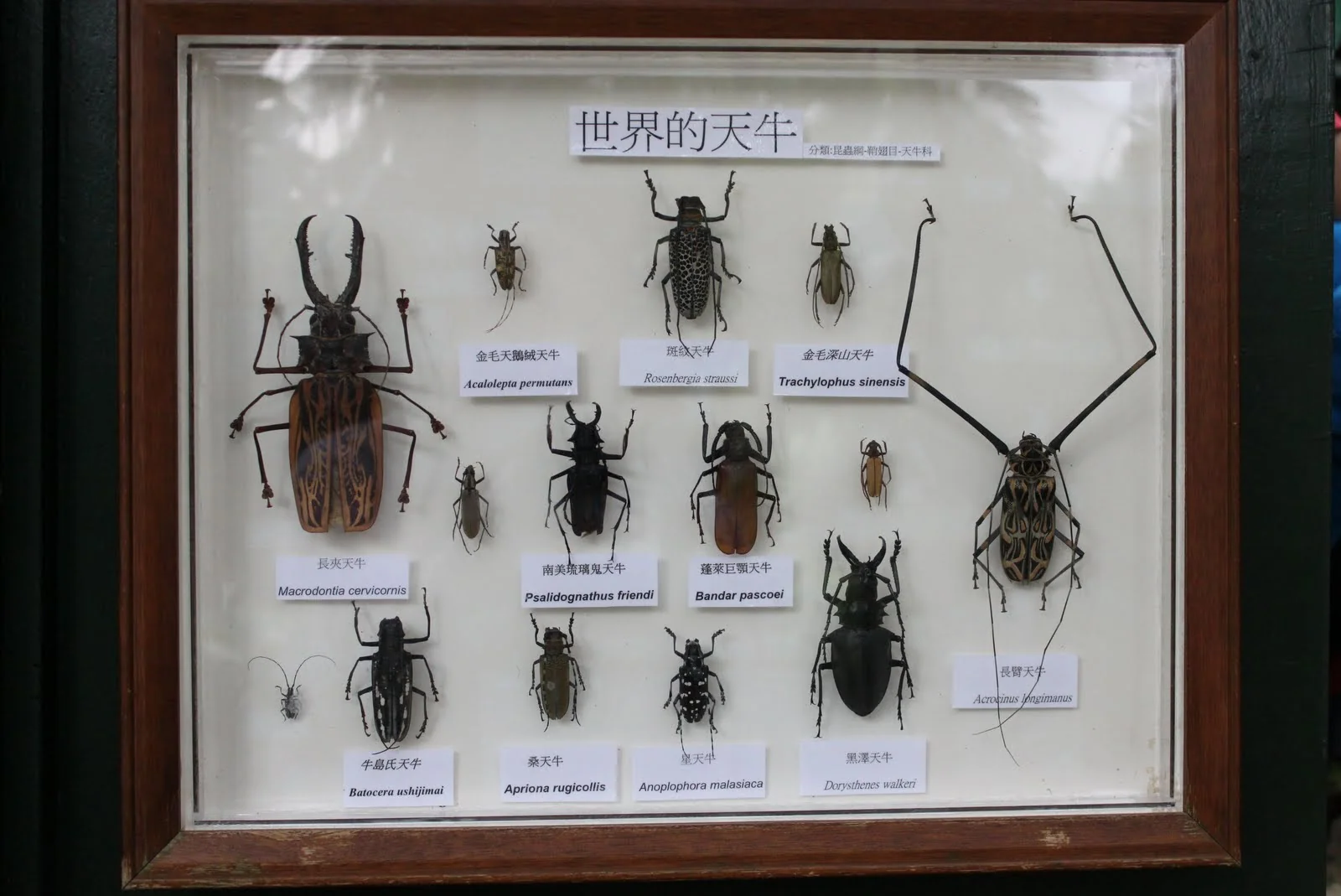 蝴蝶公園展示的第二件昆蟲標本