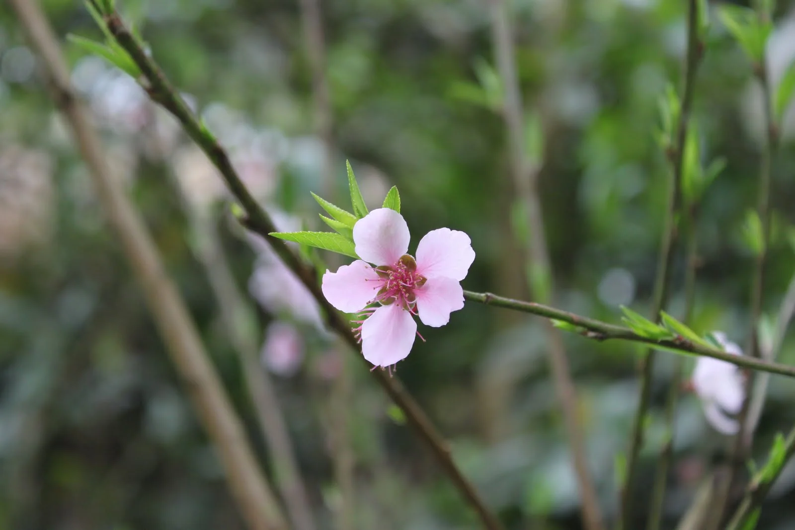 枝條上盛開的梅花花朵
