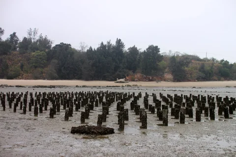 遊客小心走過建功嶼濕滑的潮間帶道路