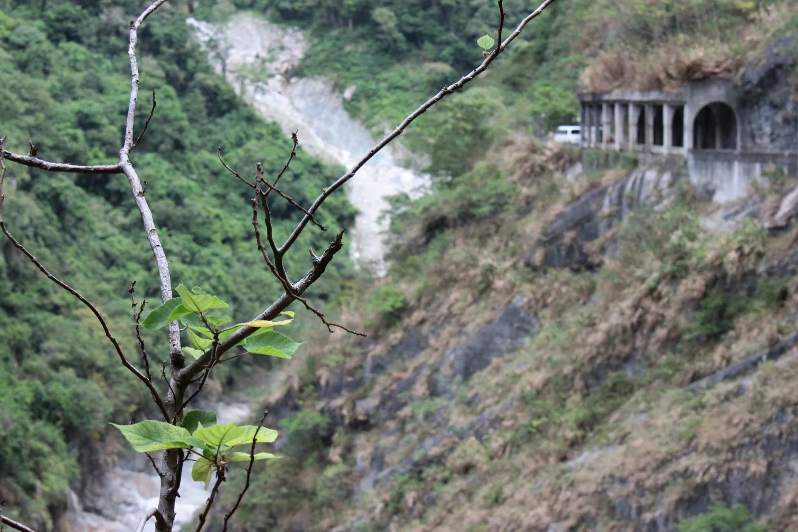 穿過慕谷慕魚樹林的山區道路