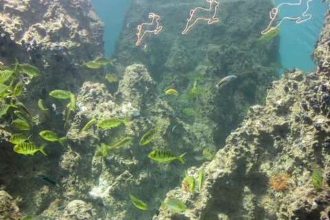 探險島館內的海洋生物展示