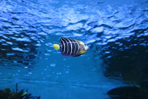 隔著展示玻璃觀看海洋生物