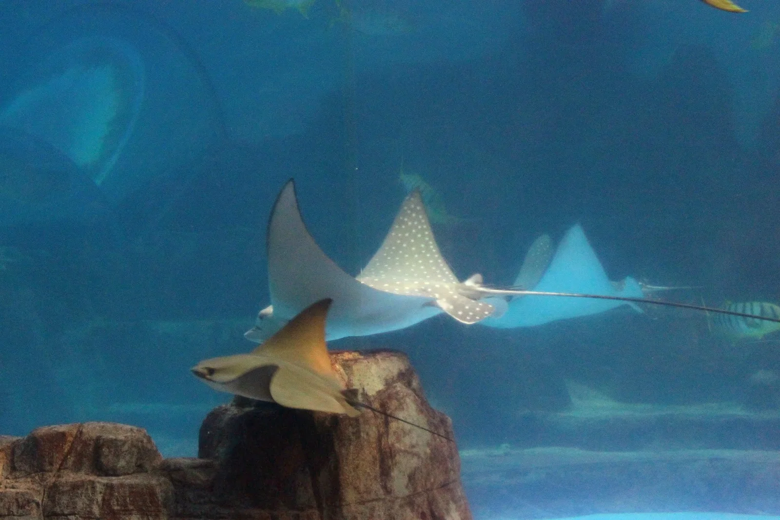 探險島餵食秀開始前的水族展示區
