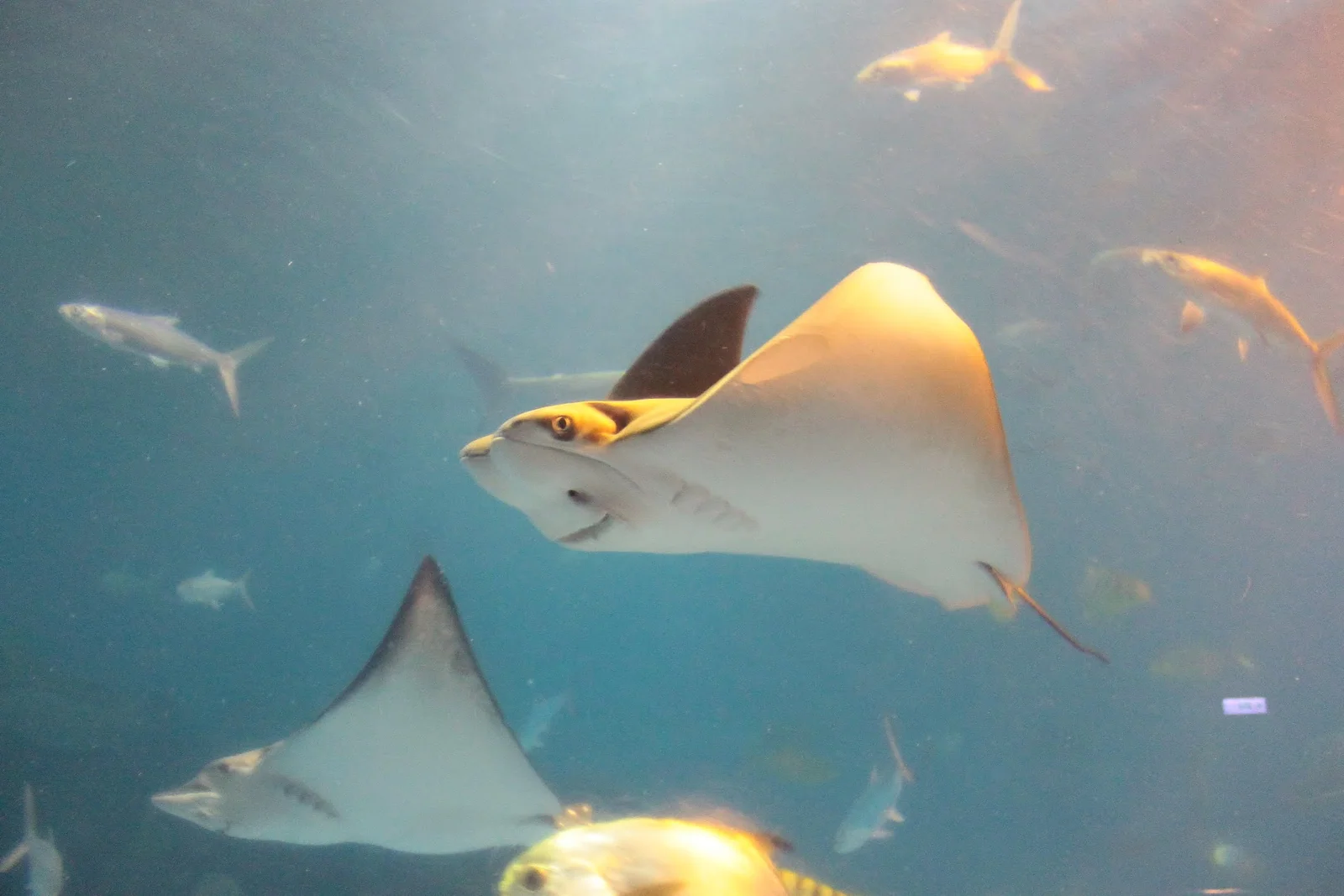 大量魟魚聚集在大型水族箱玻璃前