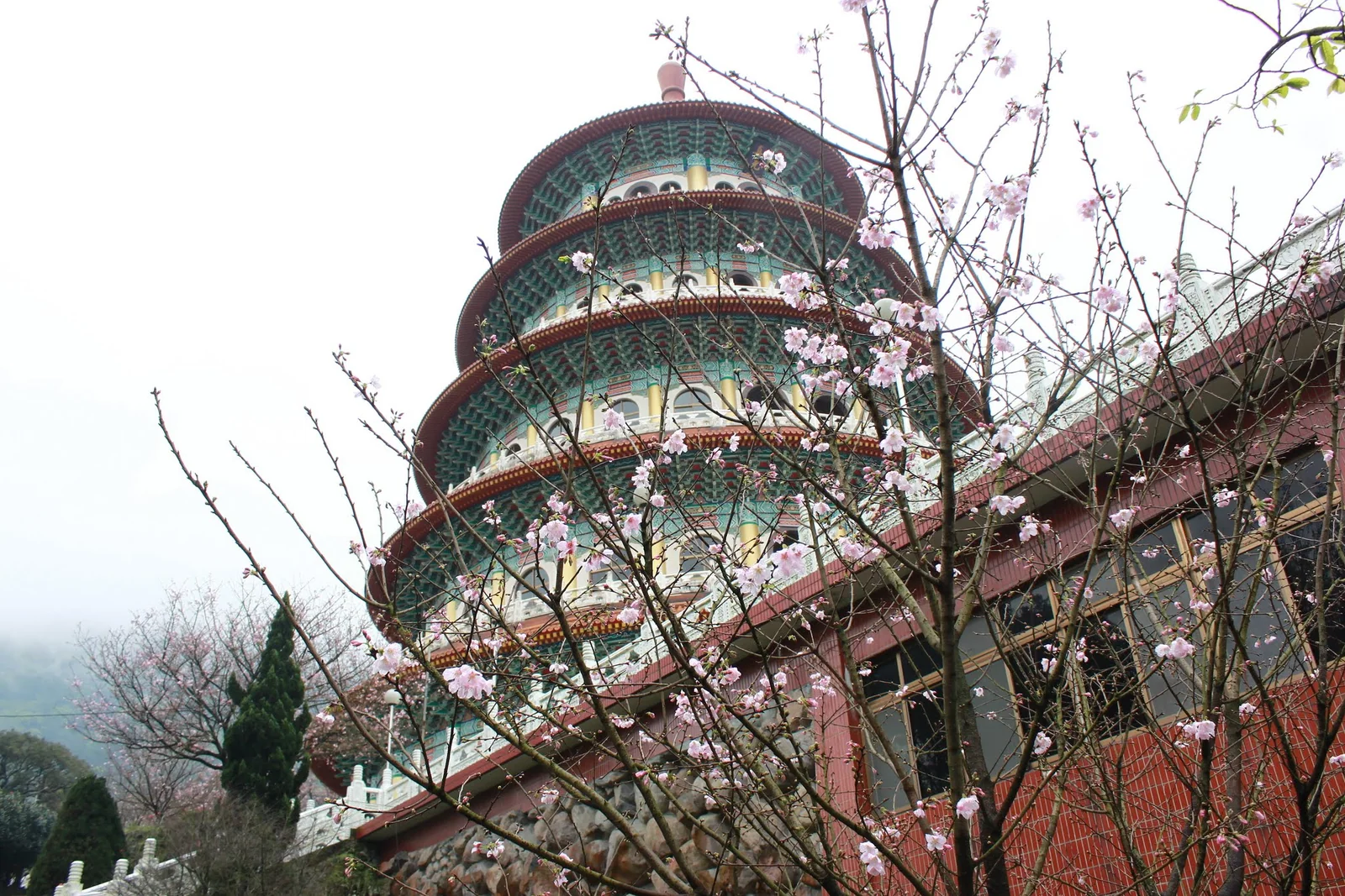 天元宮園區裡盛開的櫻花