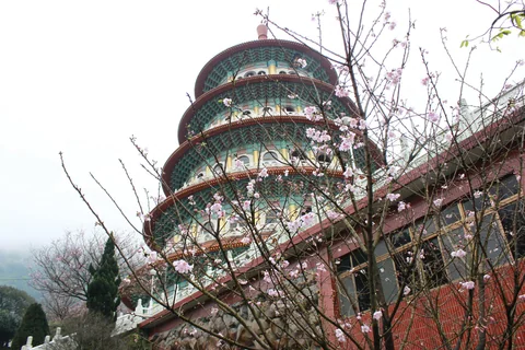 天元宮園區裡盛開的櫻花