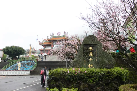 天元宮賞櫻路線前段盛開的櫻花