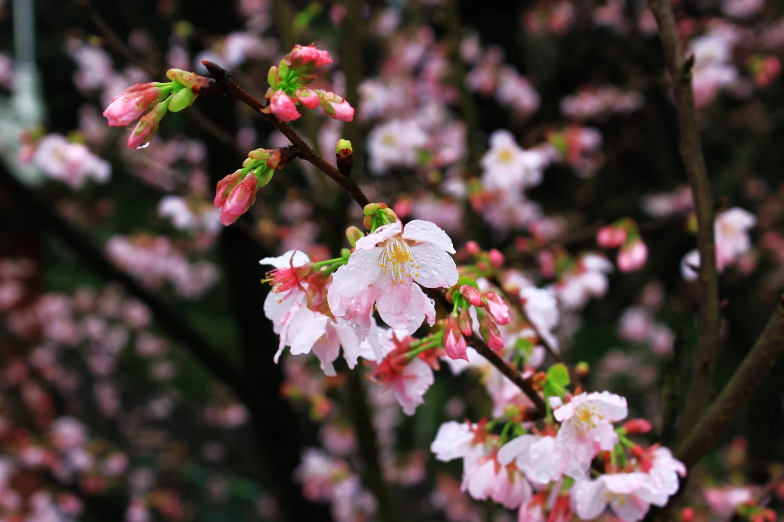 天元宮園區內交錯伸展的櫻花枝條
