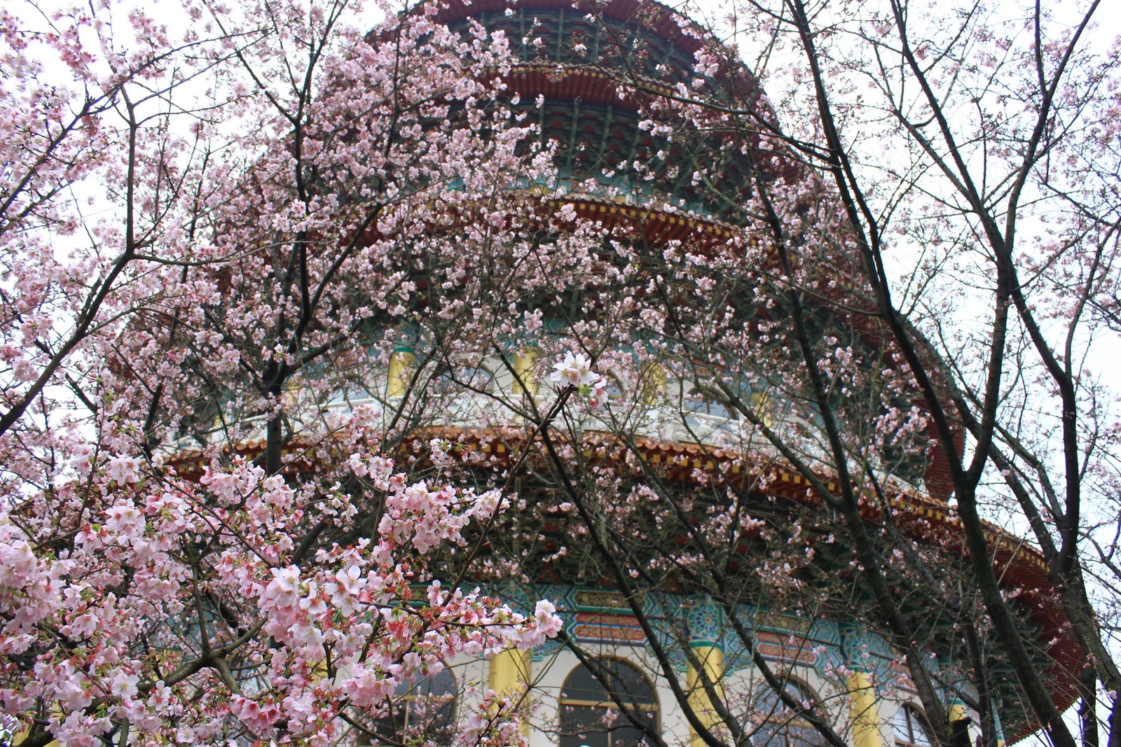 天元宮園區建築旁的櫻花景色