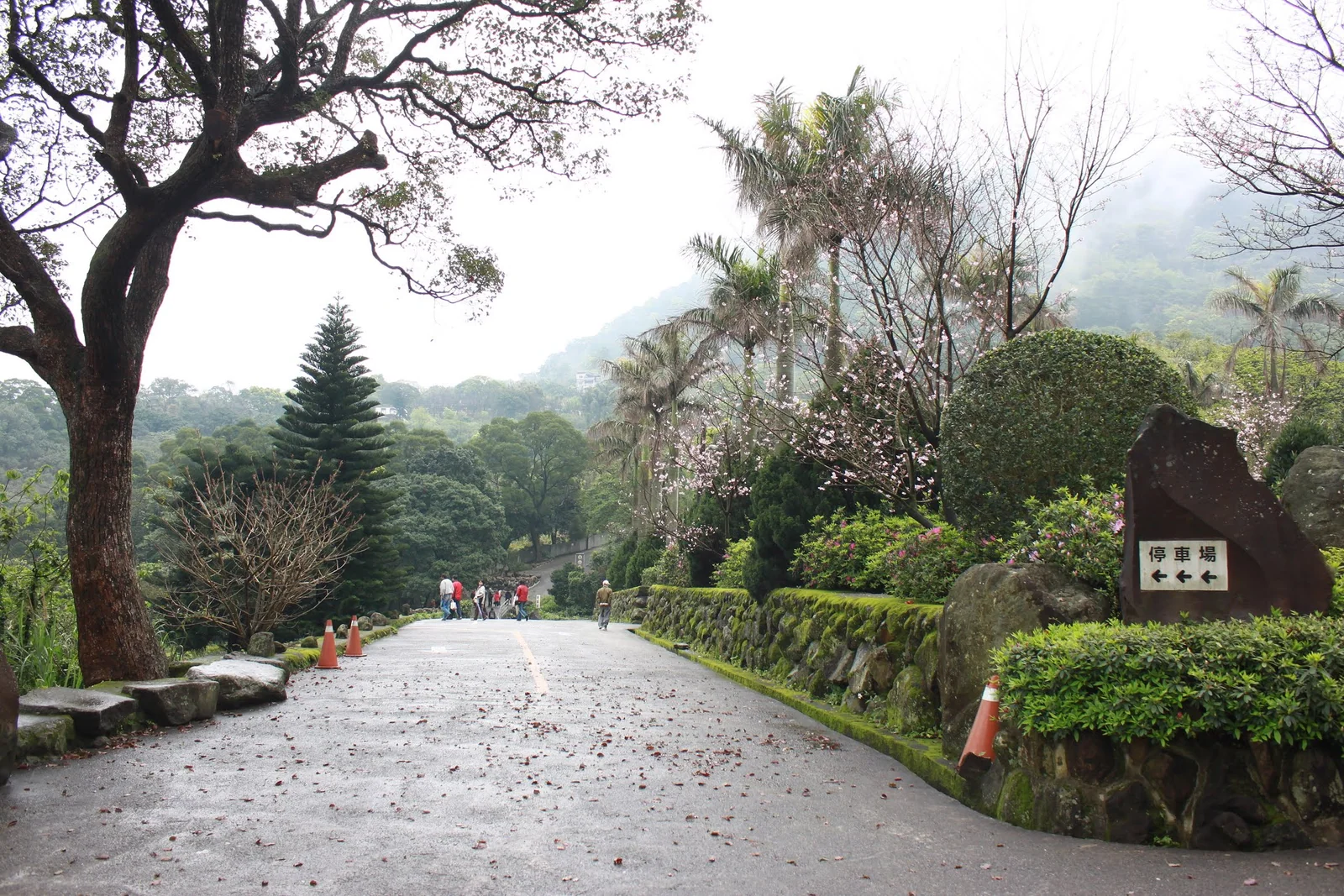 雨天沿天元宮塔周邊賞櫻的園區景色