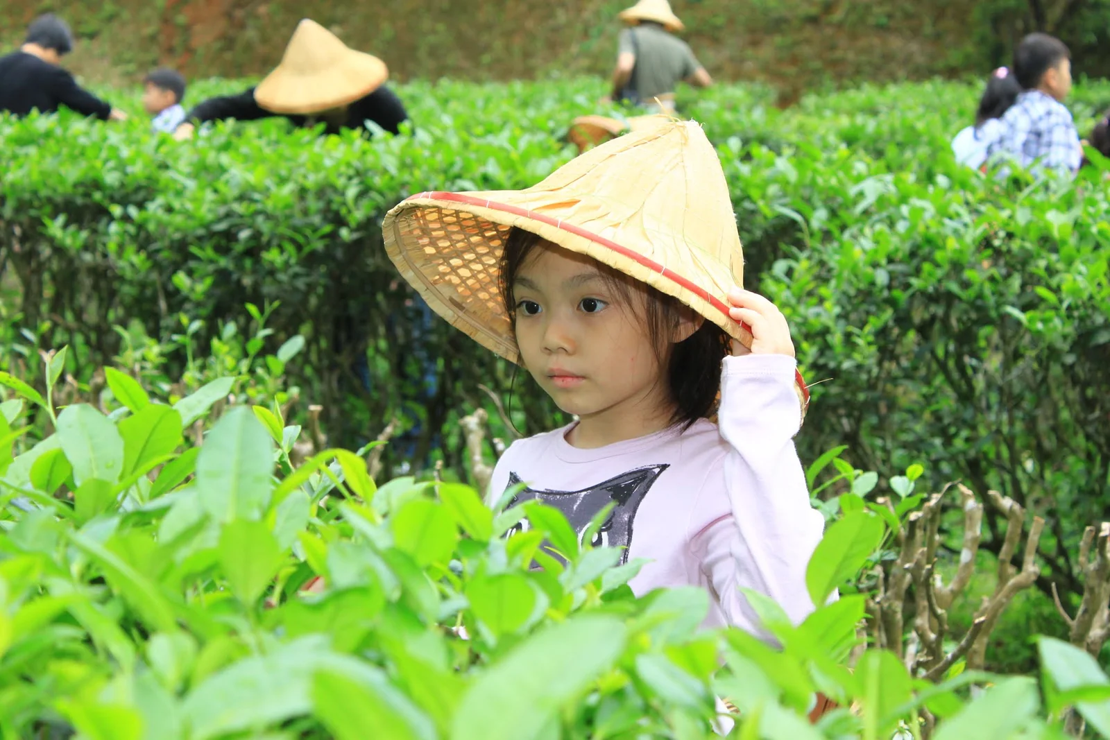 文山農場採茶行程中的家庭合影