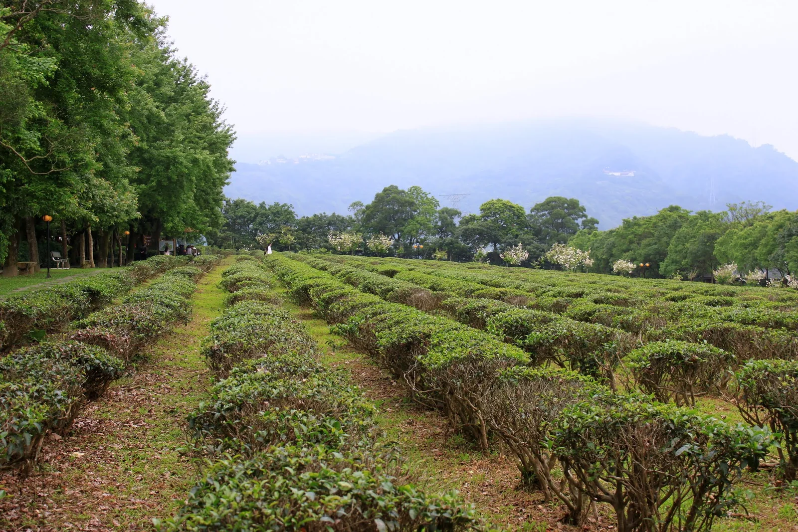 文山農場停車場附近的翠綠茶園