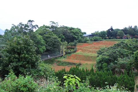 文山農場吊橋旁的大片草坪