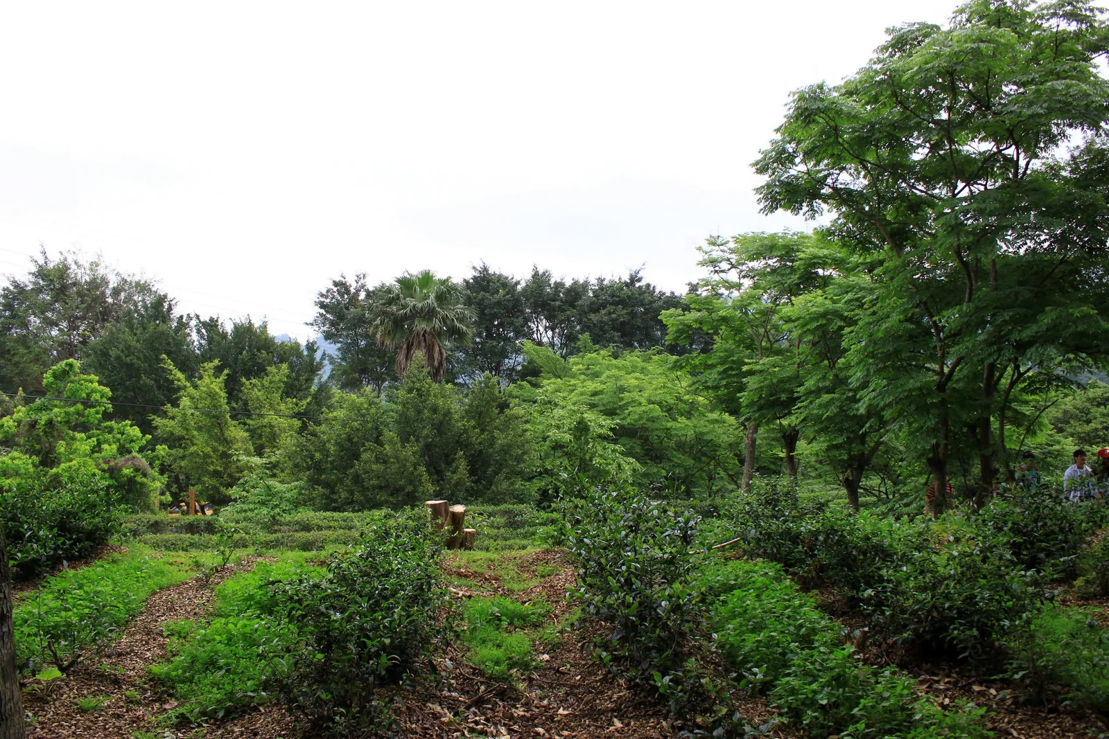 採茶隊伍行走在文山農場園區內