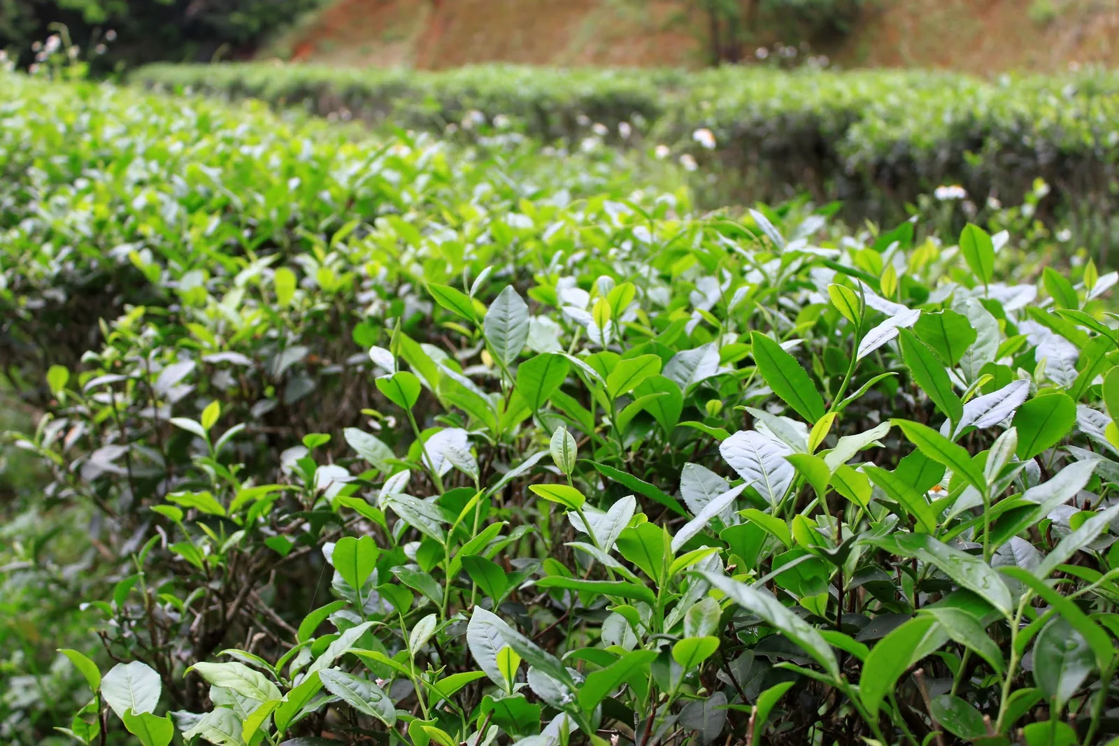 文山農場供遊客體驗採茶的茶園