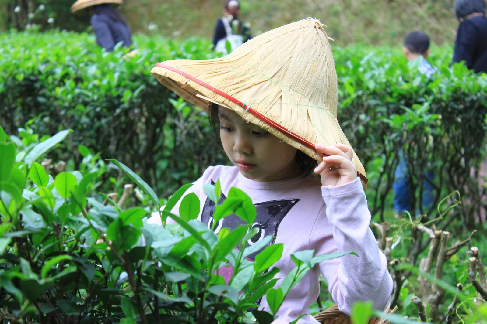 遊客在文山農場茶園裡體驗採茶