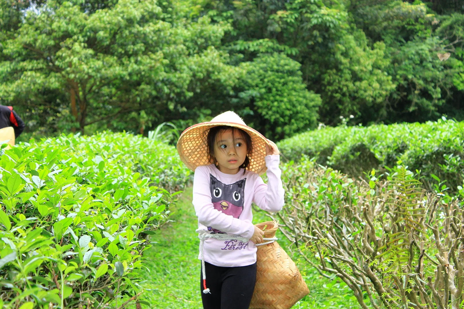 採茶活動結束時仍在茶園裡的孩子